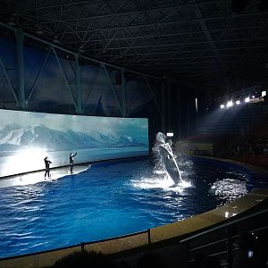 Beluga Show