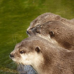 Otters at London Zoo