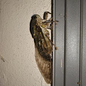 Cicada