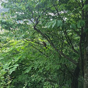 Masked Laughingtrush