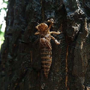 Dragonfly nymph cast