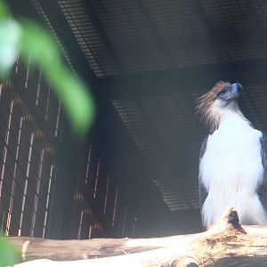 Philippine Eagle