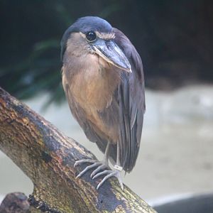 Wetlands - Boat-billed Heron