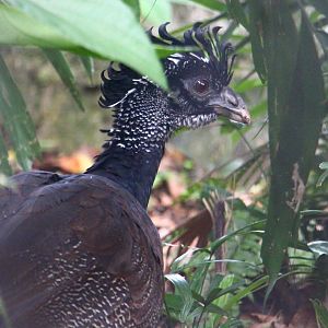 Female Great Curassow