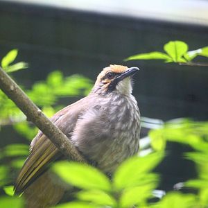 Wings of Asia - Straw-headed Bulbul