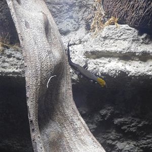 Yellow-headed gecko (Gonatodes albogularis)