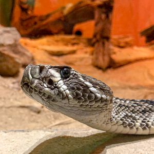Eastern diamondback rattlesnake : Cotswold WP : 14 Jun 2019