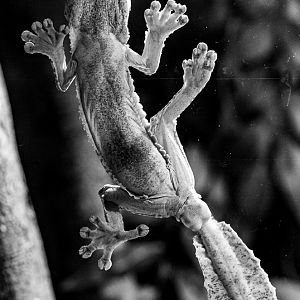 Henkel's leaf-tailed gecko : Cotswold WP : 14 Jun 2019