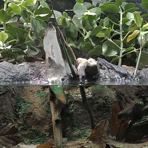 Mangrove killifish aquarium