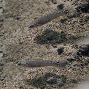 Mangrove killifish