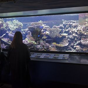 Marine aquarium