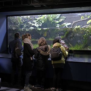 Piranha aquarium