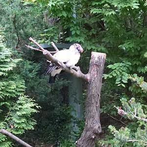Queens Zoo king vulture