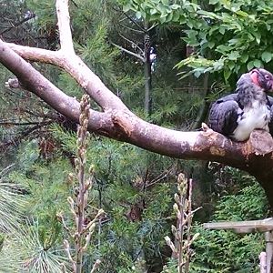 Queens Zoo king vulture