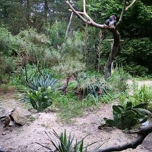 Queens Zoo king vulture and burrowing owl
