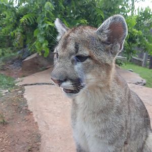 A mountain lion cub