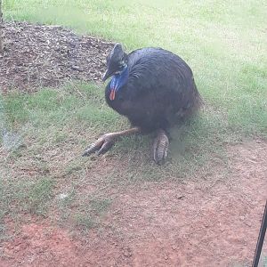 Southern cassowary