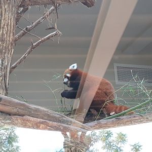 Red panda
