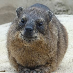 Rock Hyrax