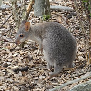 Dusky Pademelon joey