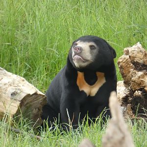 Sun Bear cub