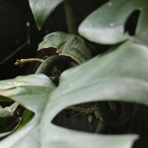 Trinidadian Monkey Frog