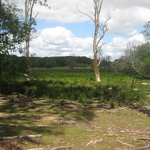 Randers Dyrehave - General view