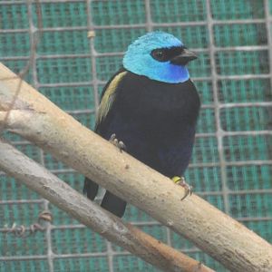 Blue-necked Tanager