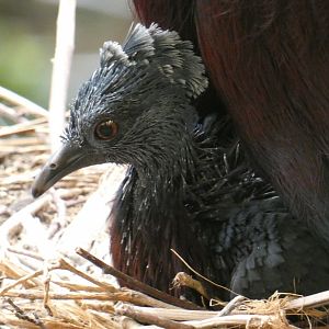 Victoria Crowned Pigeon chick