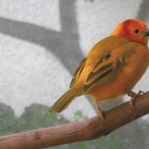 Can somebody identify