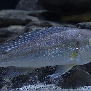 Haplotaxodon trifasciatus