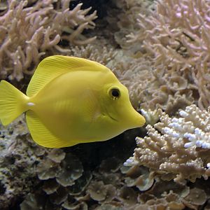 Yellow tang