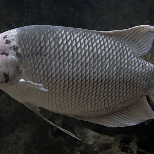 Giant gourami