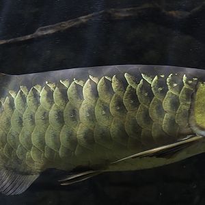 Asian arowana