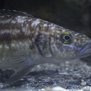 Lepidolamprologus kendalli