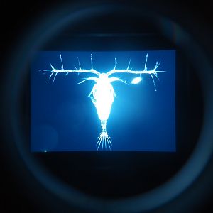 Zoo Antwerpen plankton microscope slides display 1