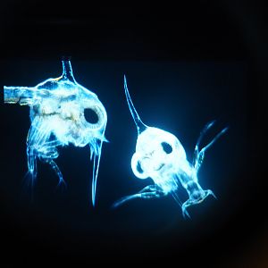 Zoo Antwerpen plankton microscope slides display 2