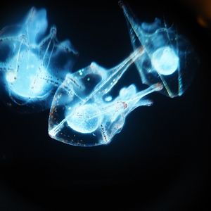 Zoo Antwerpen plankton microscope slides display 3