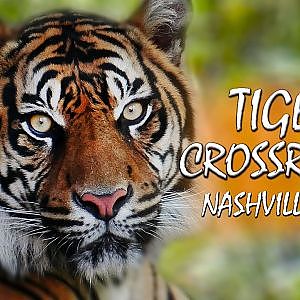Zoo Tours Ep 61: The Brand New Tiger Crossroads