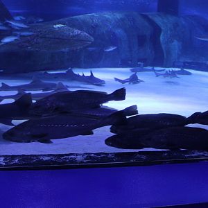 Part Underwater-tunnel