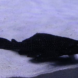 Hypostomus plecostomus