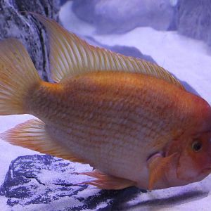 Red Devil  - Amphilophus labiatus