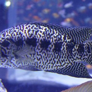 Jaguar cichlid - Parachromis managuensis
