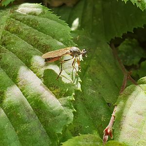 Common red-legged robberfly - Dioctria rufipes