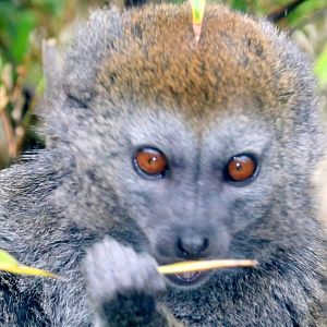 Alaotran gentle lemur; Marwell; 16th June 2019