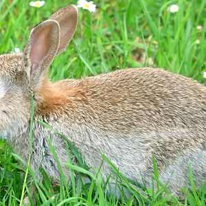 Wild rabbit; Marwell; 16th June 2019