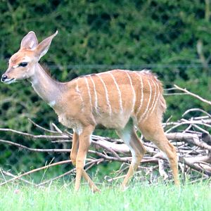 Young lesser kudu; Marwell; 16th June 2019