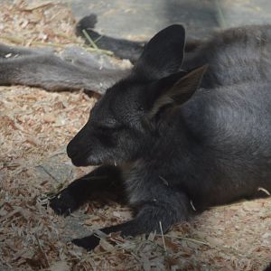 Macropus robustus joey