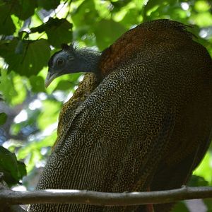 Argusianus argus argus