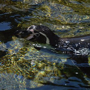 Spheniscus humboldti